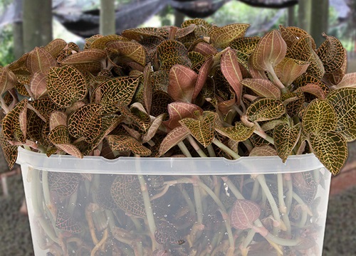 种植金线莲赚钱吗