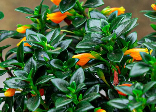 淘米水可以浇金鱼吊兰吗