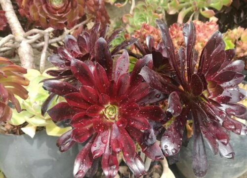 颜值最高的多肉排行榜