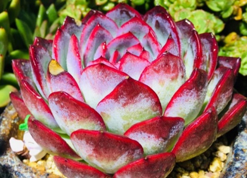 颜值最高的多肉排行榜