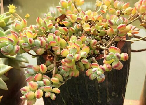 颜值最高的多肉排行榜