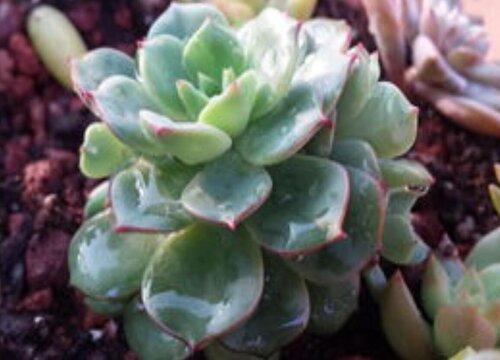 颜值最高的多肉排行榜