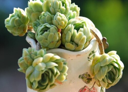 颜值最高的多肉排行榜