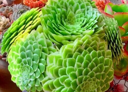 颜值最高的多肉排行榜