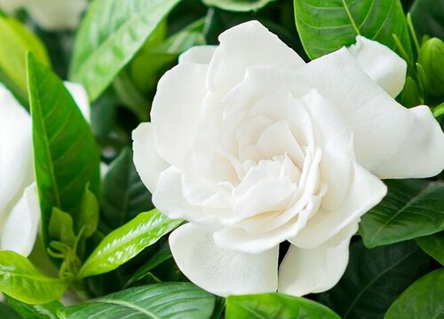 栀子花如何养护四季开花不断