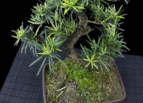 罗汉松种在家里禁忌