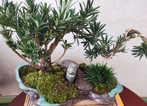 罗汉松种在家里禁忌