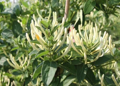 金银花用什么肥料最好