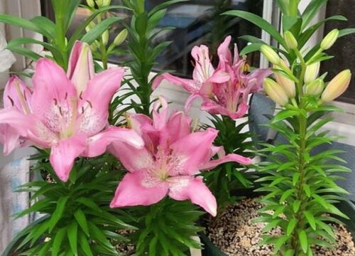 百合花正确的养护方法