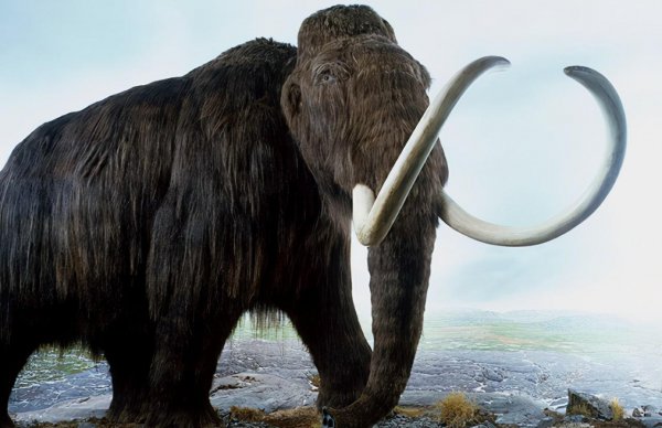 熊猫在地球上已存在多少年了