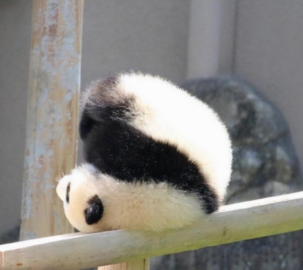 熊猫在地球上已存在多少年了
