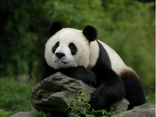 熊猫在地球上已存在多少年了