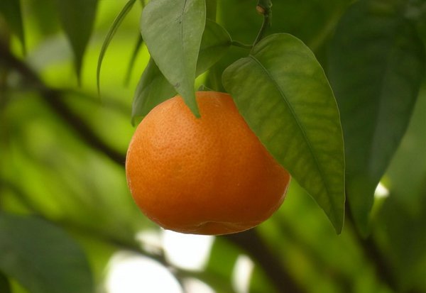 庭院十大吉祥之树图片