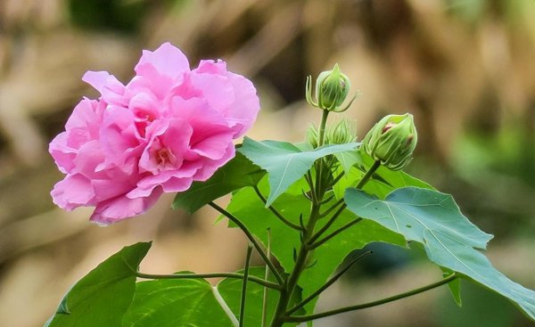 庭院十大吉祥之树图片