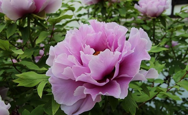 庭院十大吉祥之树图片