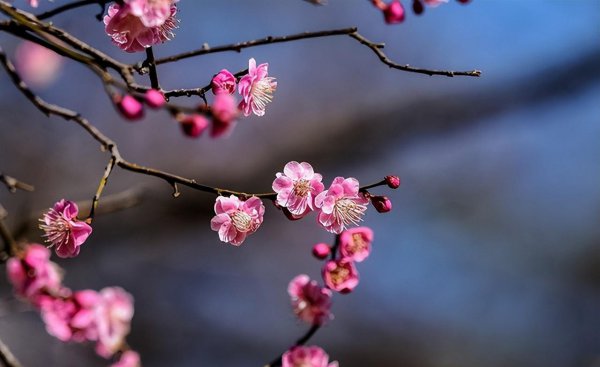 庭院十大吉祥之树图片