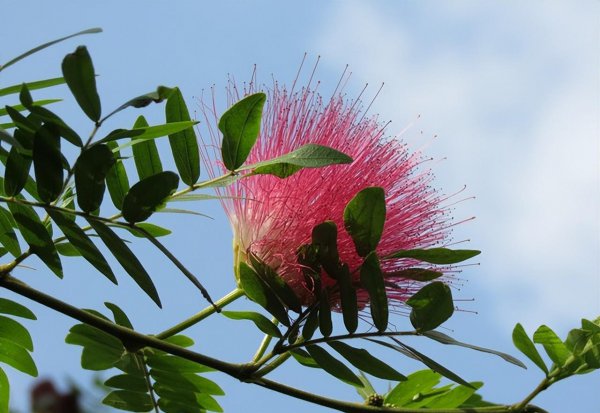 庭院十大吉祥之树图片