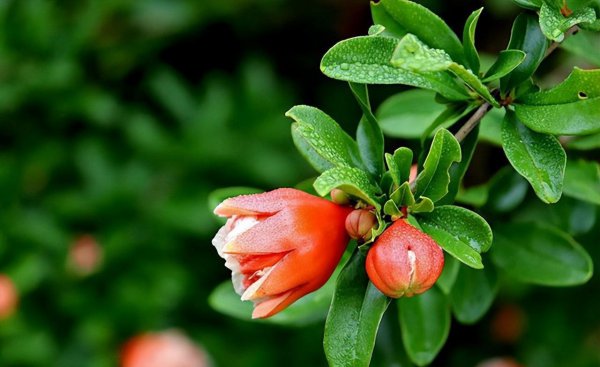 庭院十大吉祥之树图片