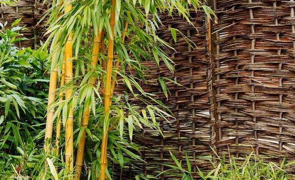 庭院十大吉祥之树图片