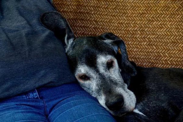 狗狗临死前的表现10天