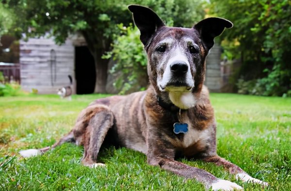 狗狗临死前的表现10天