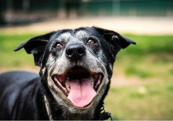 狗狗临死前的表现10天