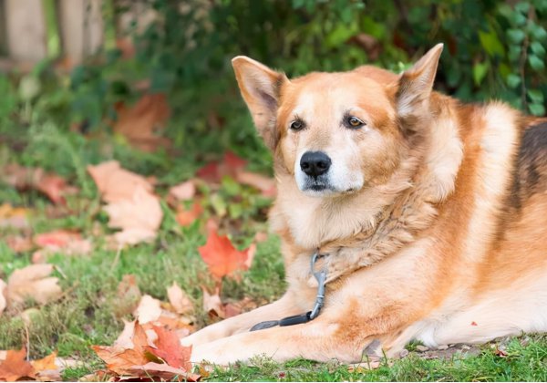 狗狗临死前的表现10天