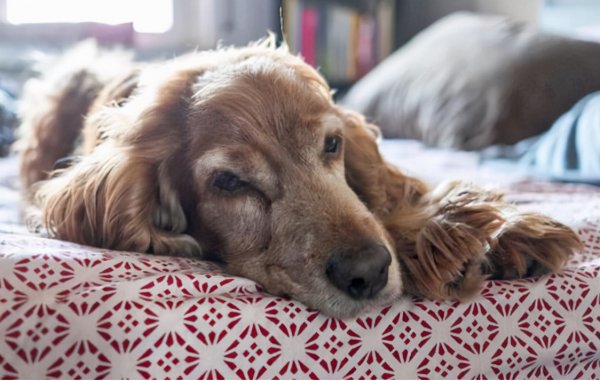 狗狗临死前的表现10天