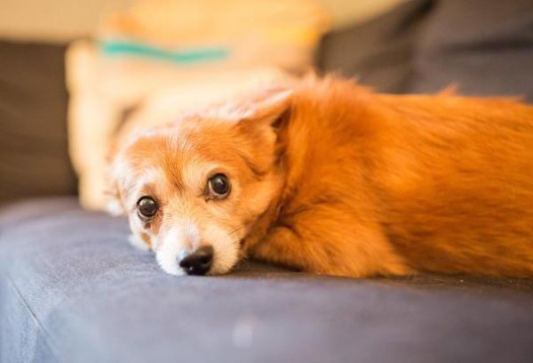 狗狗临死前的表现10天