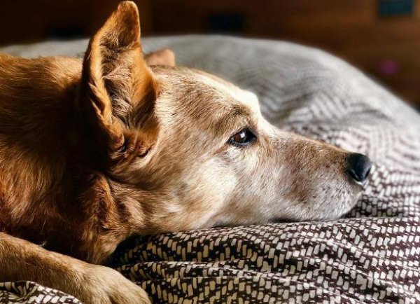 狗狗临死前的表现10天