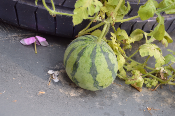 挑西瓜的技巧敲打