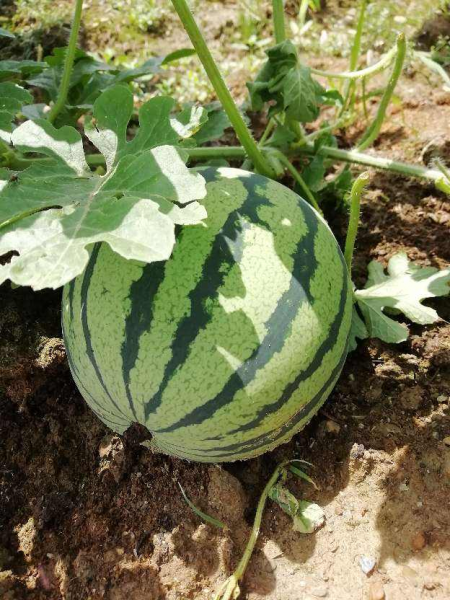 挑西瓜的技巧敲打