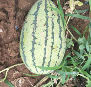 挑西瓜的技巧敲打