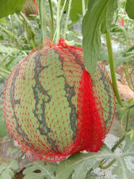 挑西瓜的技巧敲打