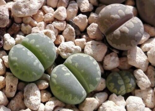 生石花一年开几次花