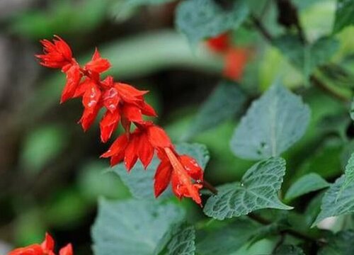 寓意节节高升的植物