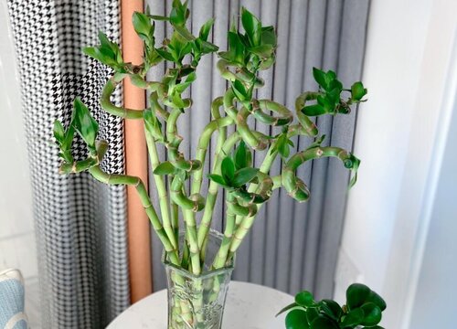 寓意节节高升的植物