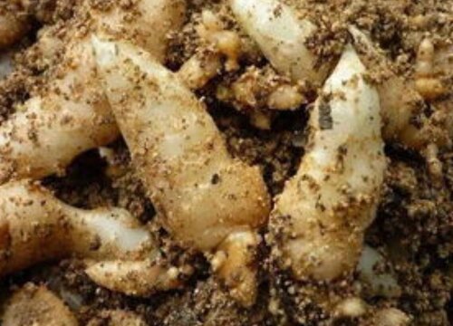 天麻适合什么地方种植