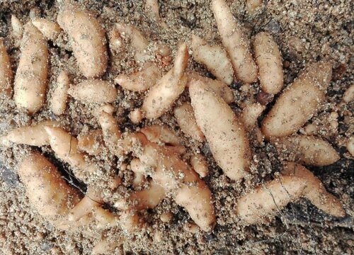 天麻适合什么地方种植