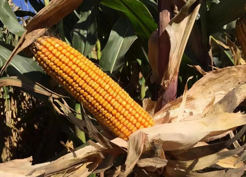 2023年禁止销售的玉米种子