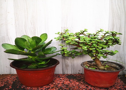 玉树如何养护避免总是不长个