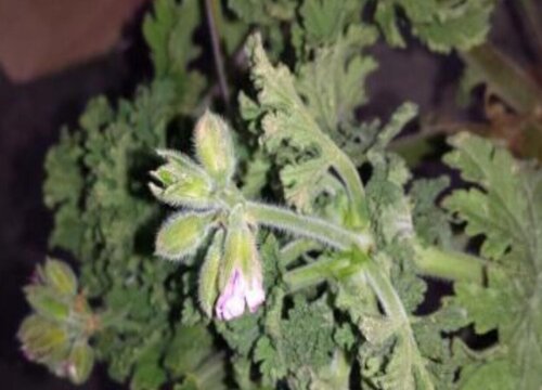 驱蚊草黄叶是怎么回事