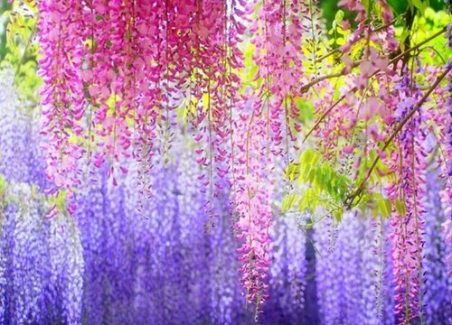 紫藤花期是什么时候