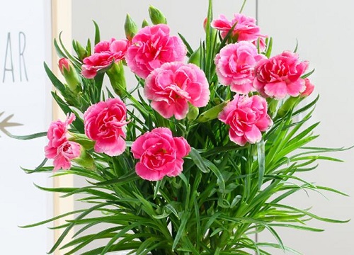 五彩石竹花期是什么时候