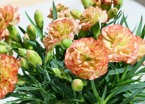 五彩石竹花期是什么时候