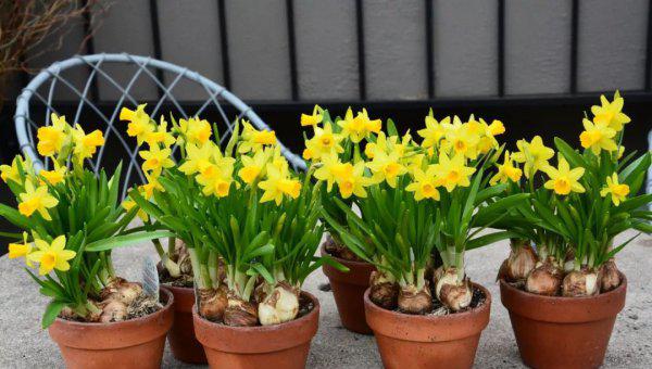 洋水仙用什么土种植