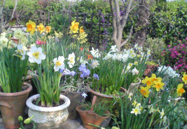 洋水仙用什么土种植