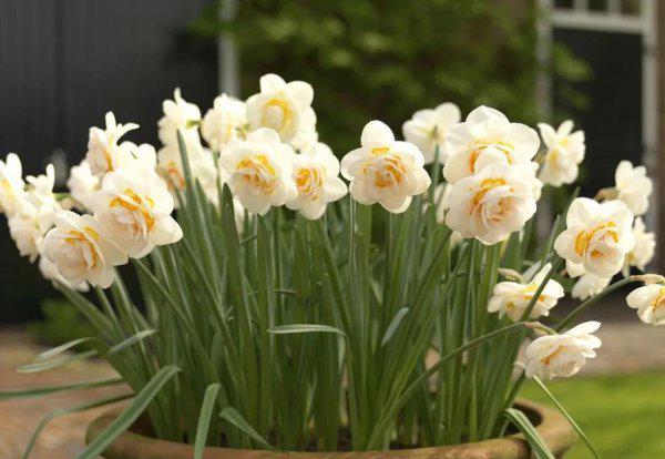 洋水仙用什么土种植