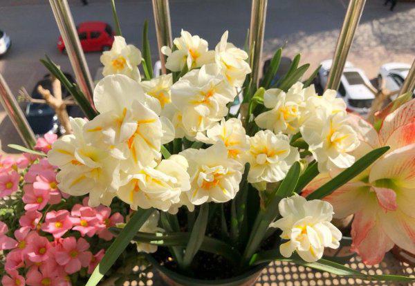 洋水仙用什么土种植