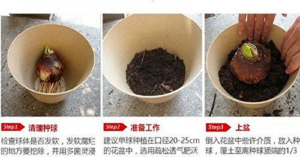 洋水仙用什么土种植